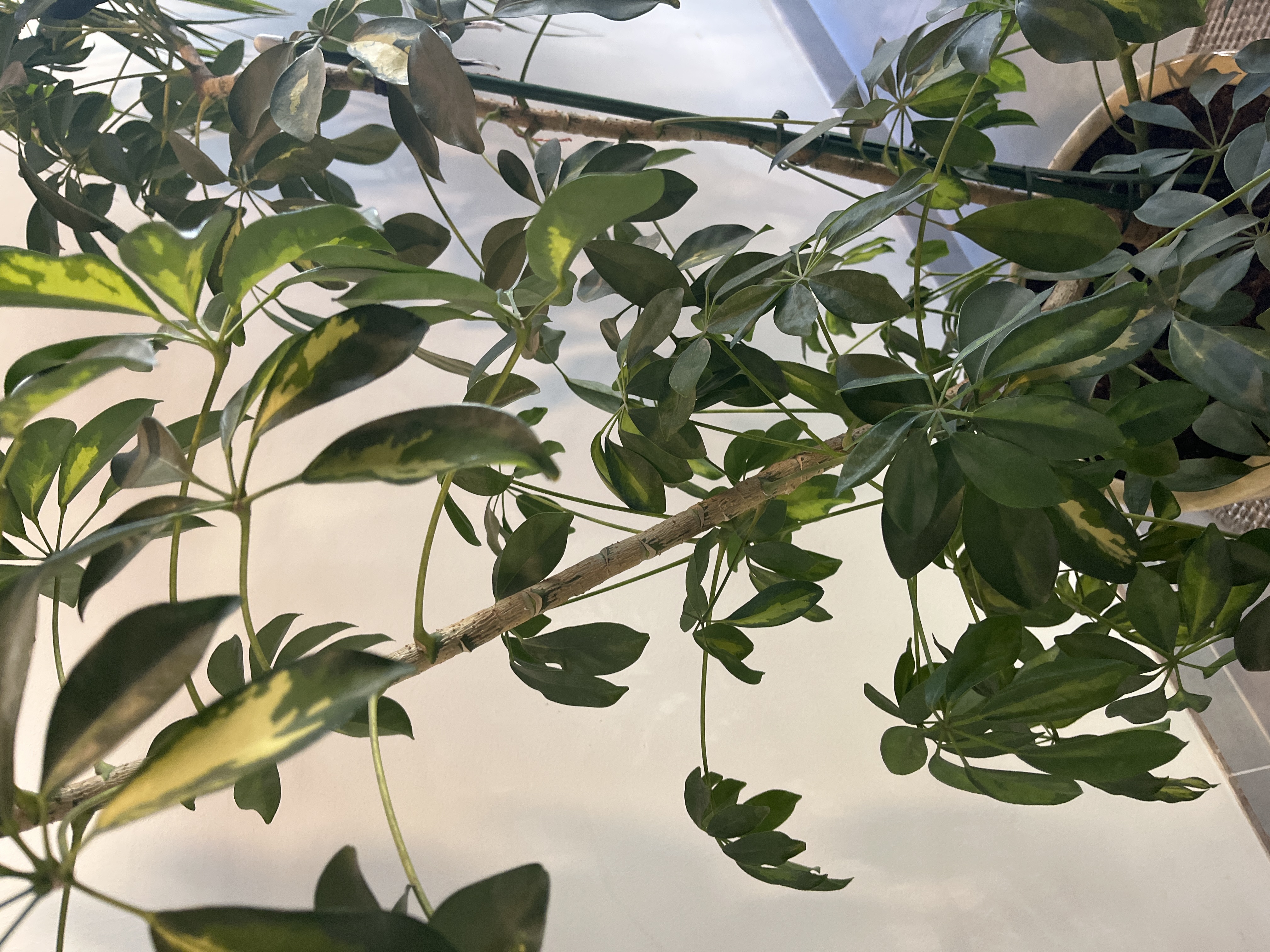 Фото Чубушник обыкновенный C10 от садового центра Отрада