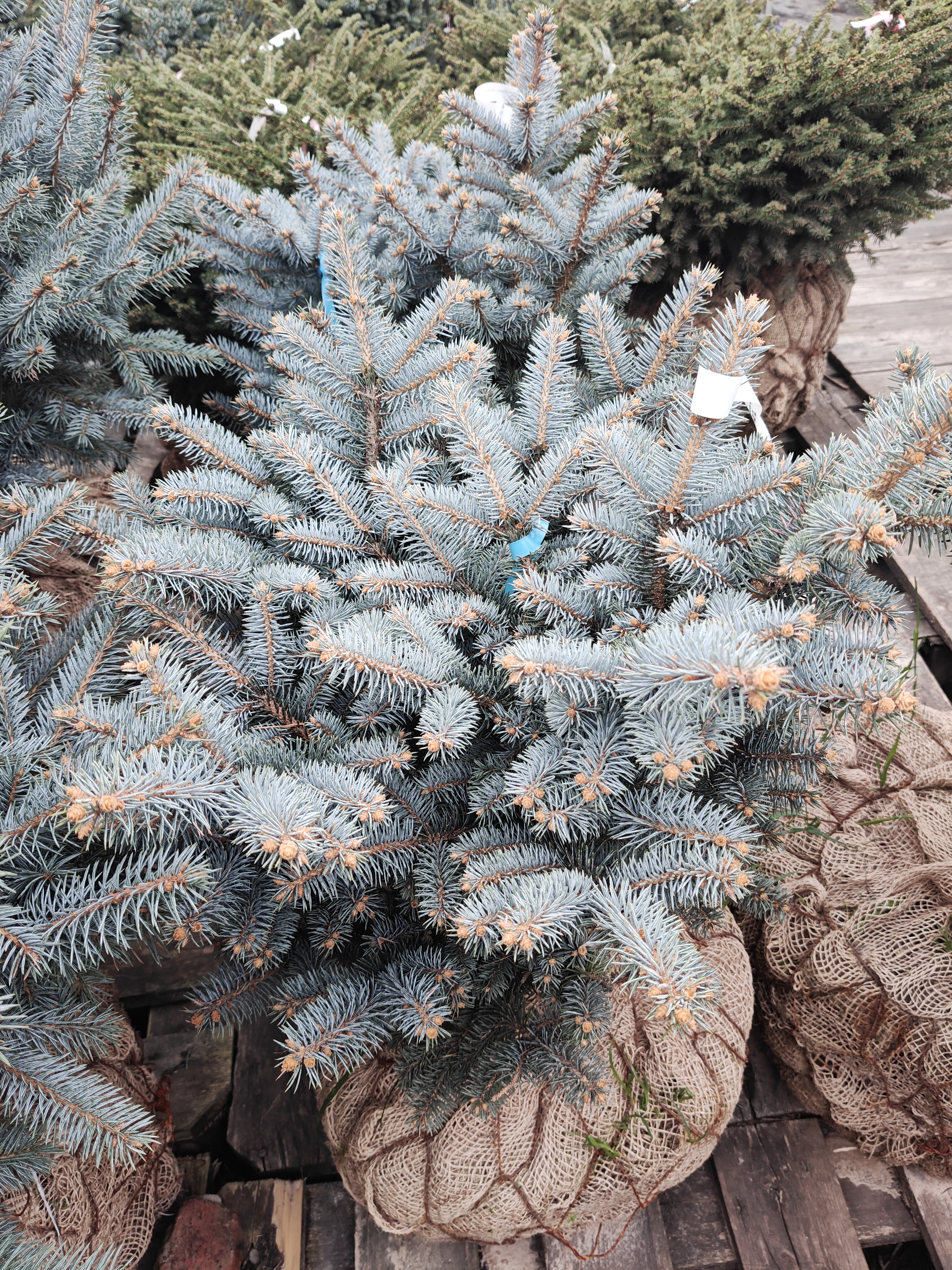 Фото Ель колючая "Глаука Глобоза" (D 40-60) от садового центра Отрада