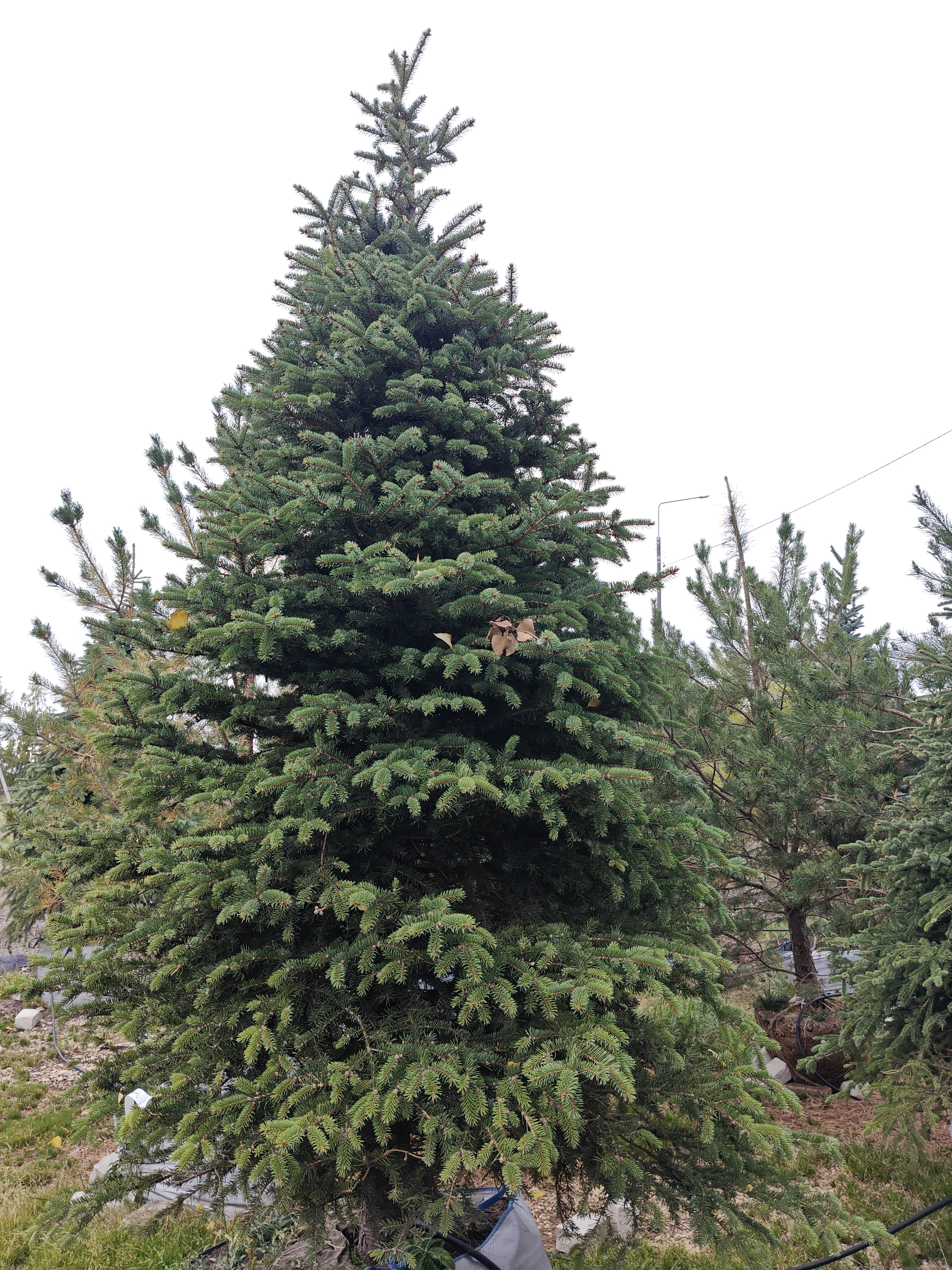 Фото Ель зеленая Н=300 от садового центра Отрада