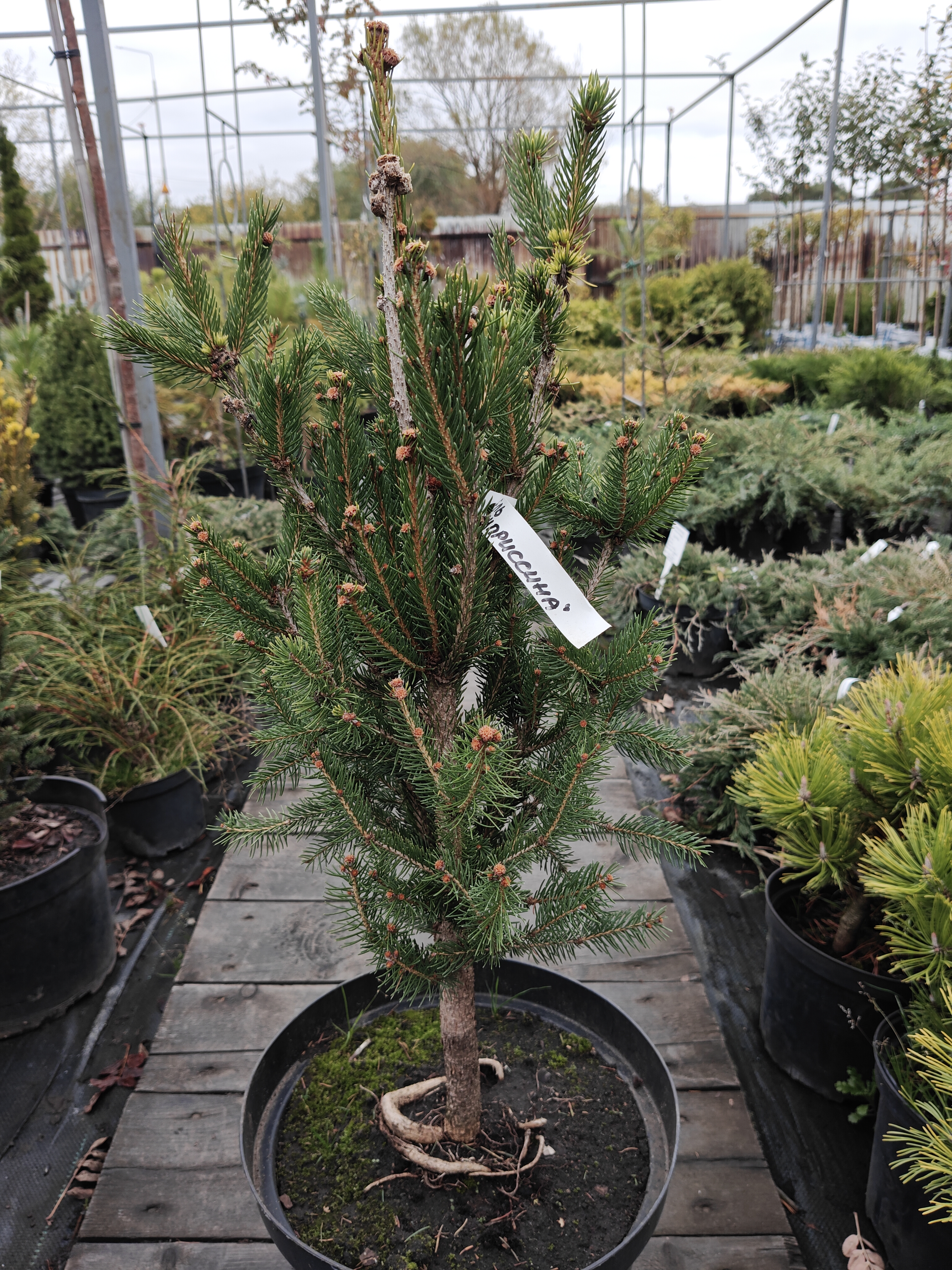 Фото Ель обыкновенная "Купрессина" C3 от садового центра Отрада