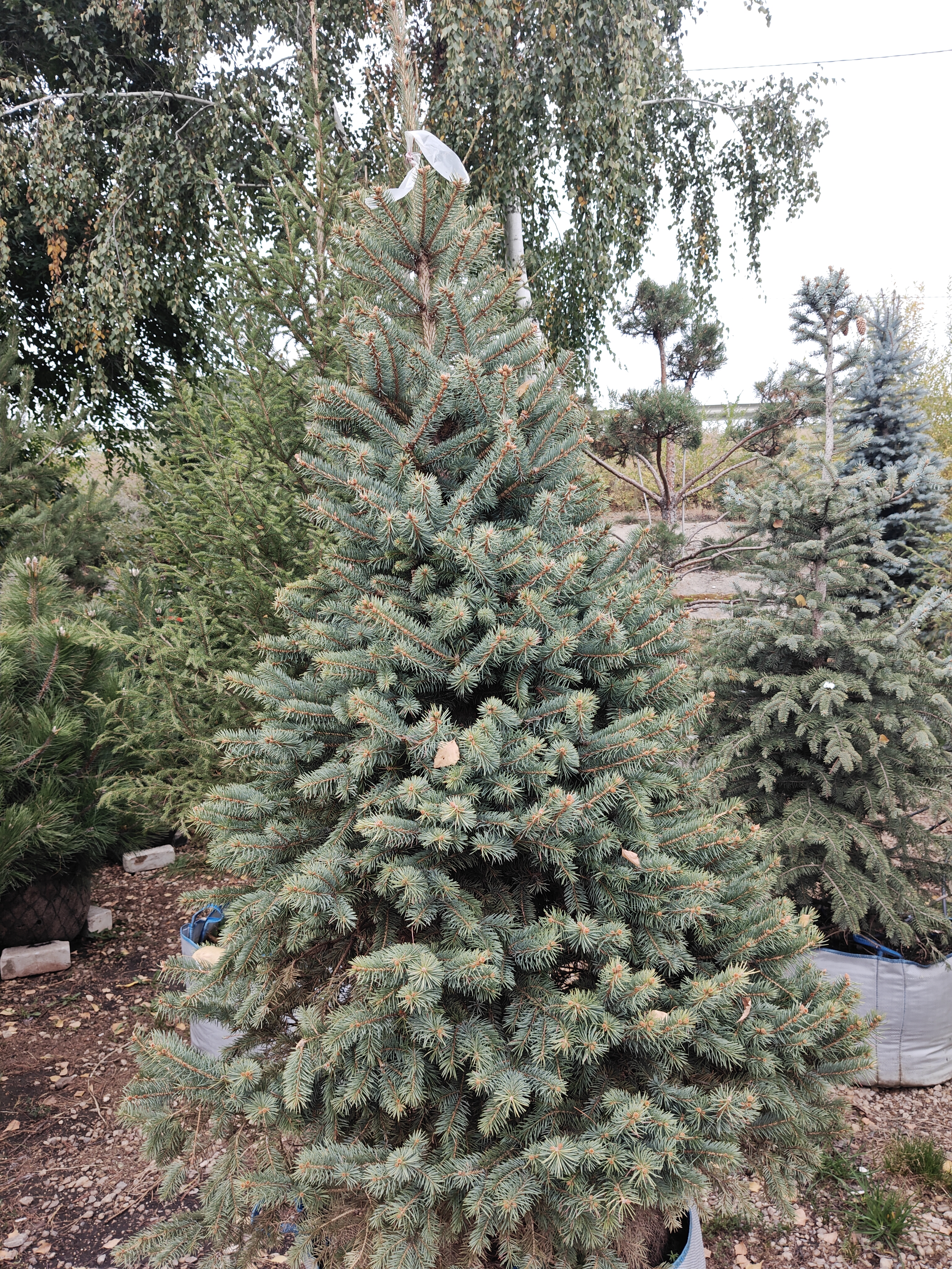 Фото Ель Глаука Н=290 от садового центра Отрада