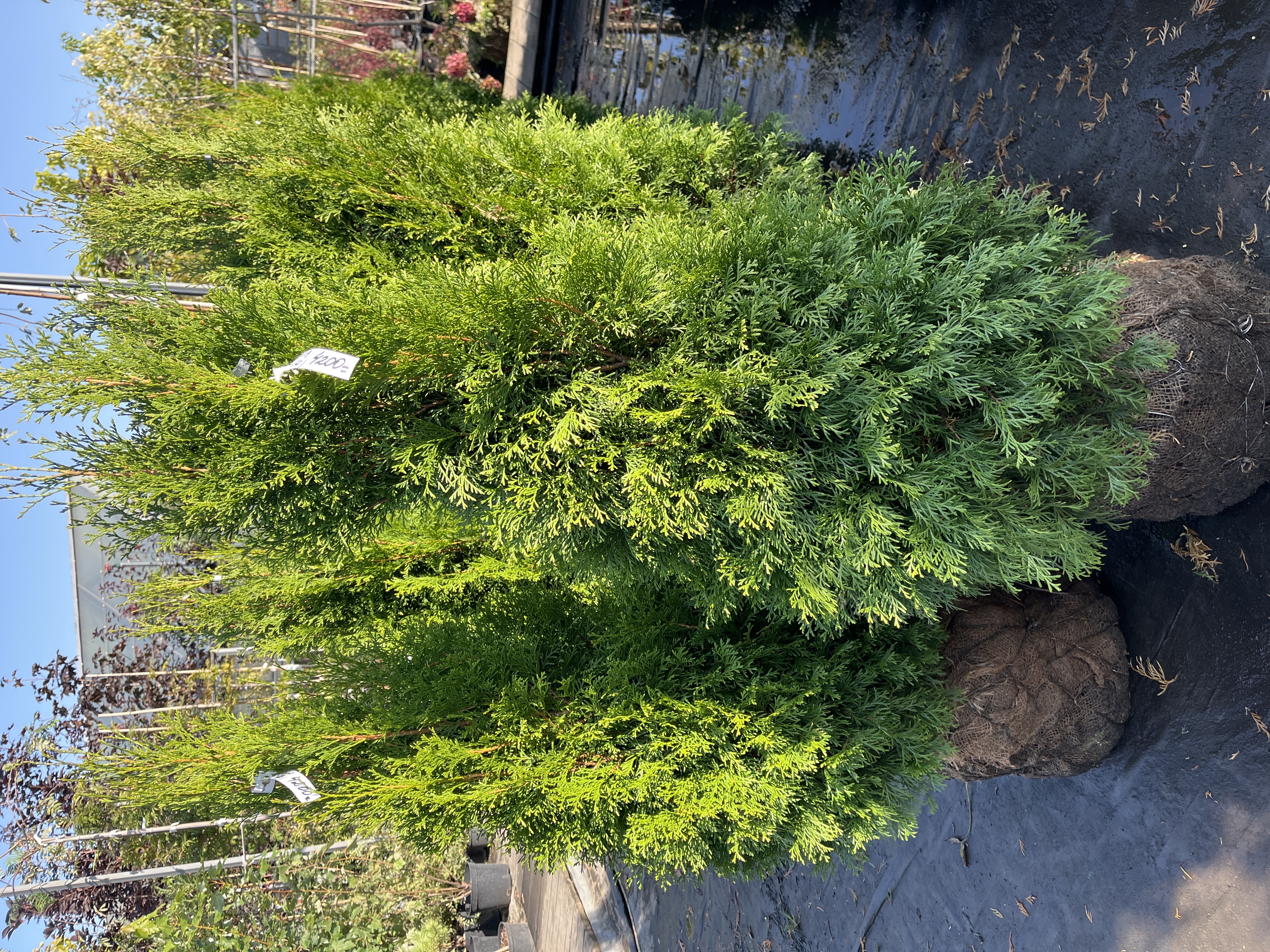 Фото Туя западная Смарагд (120-140) от садового центра Отрада