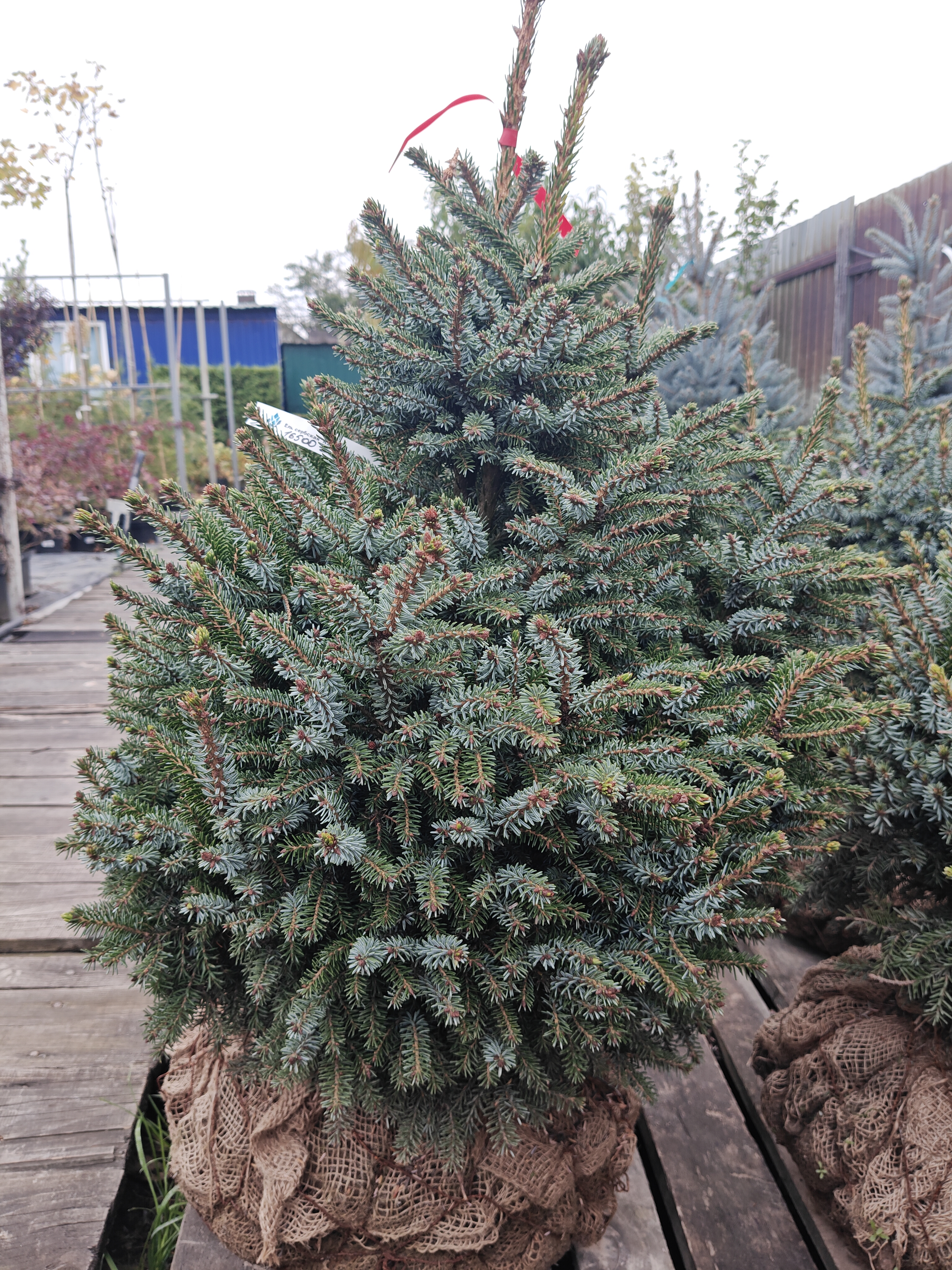 Фото Ель сербская Нана (D 40-60) от садового центра Отрада