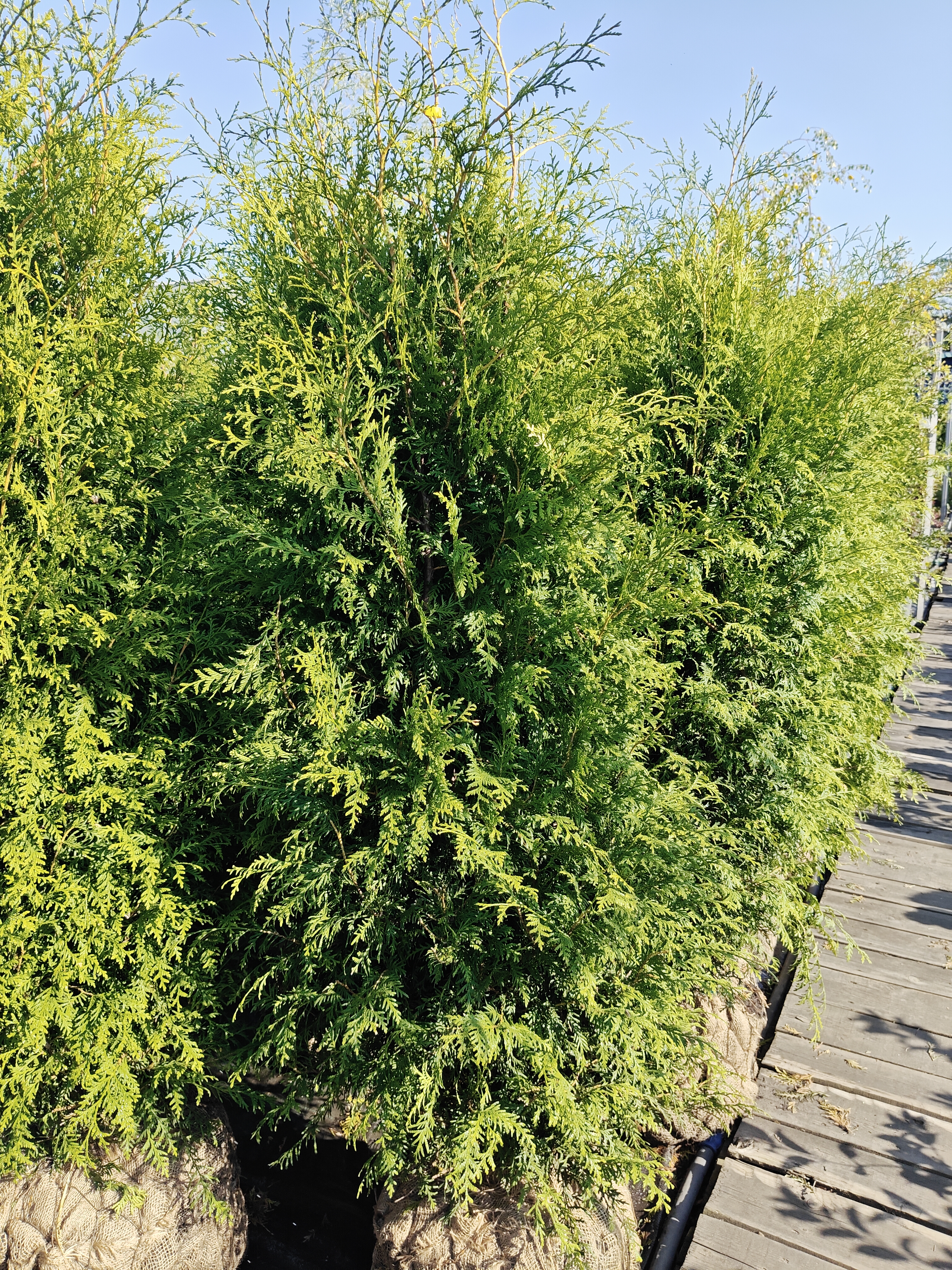 Фото Туя западная Брабант Н=140-160 от садового центра Отрада