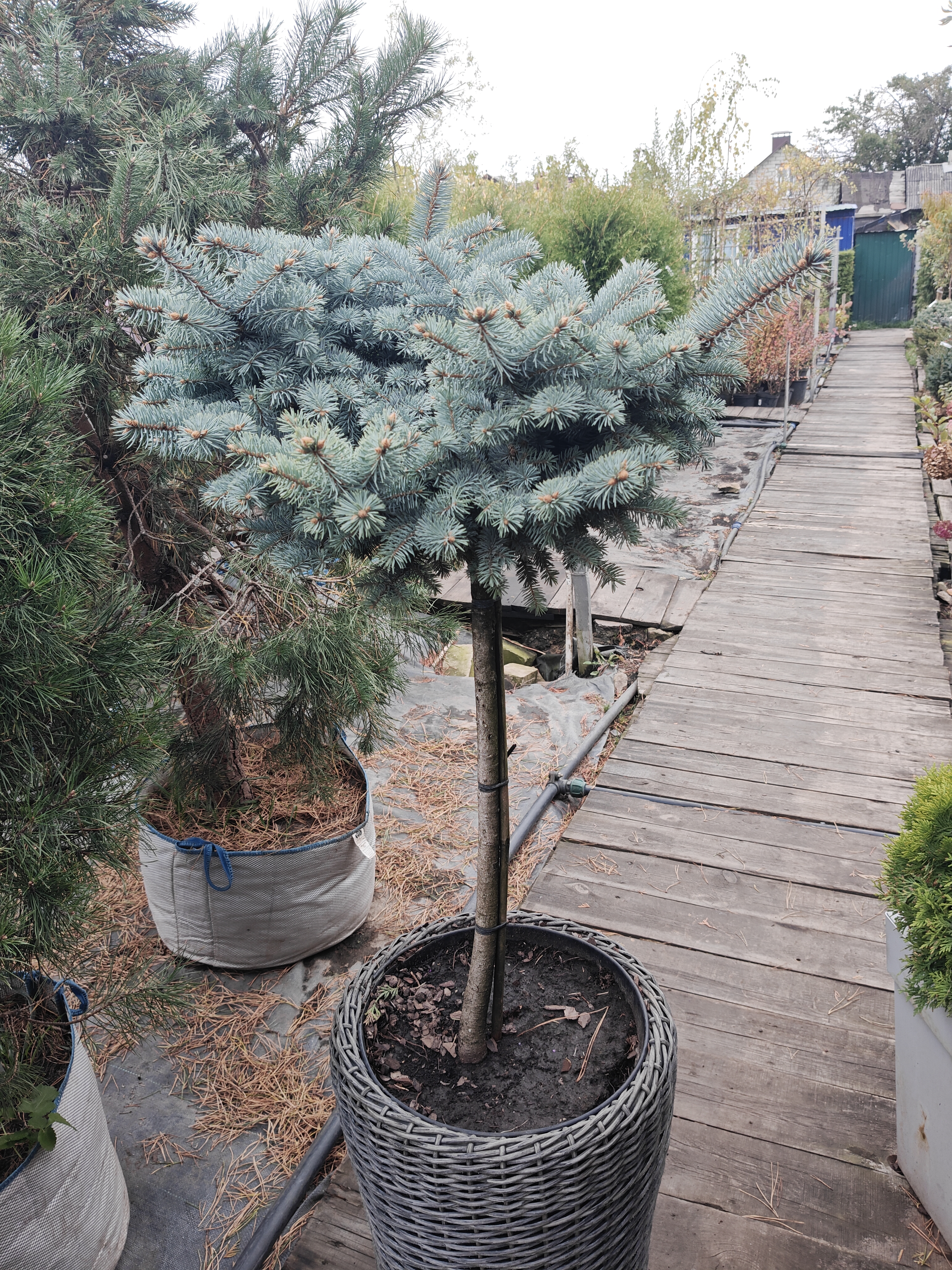 Фото Ель Глаука Глобоза на штамбе РА 80 C30 от садового центра Отрада