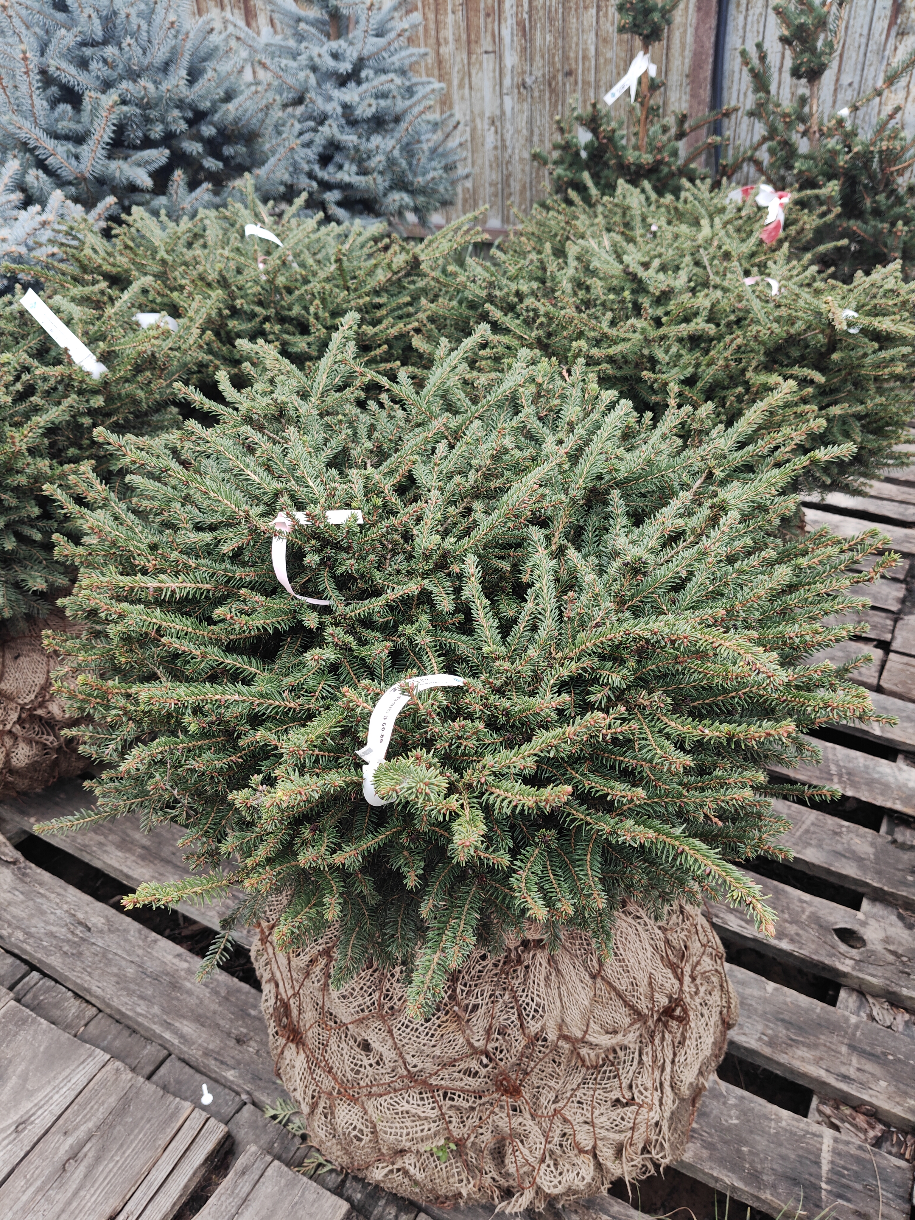 Фото Ель обыкновенная Нидиформис C20 от садового центра Отрада