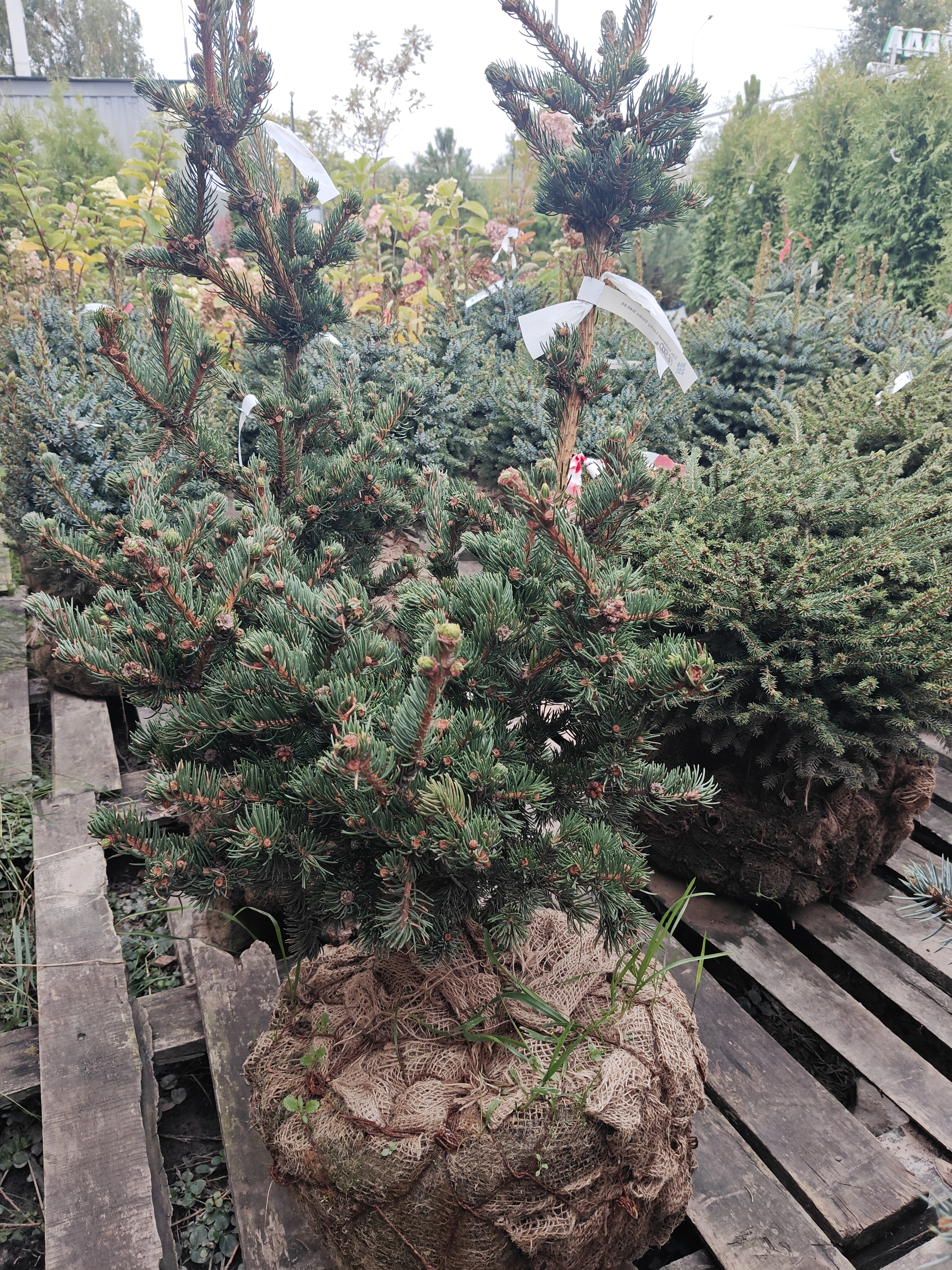 Фото Ель колючая Лаки Страйк (D 40-60) от садового центра Отрада