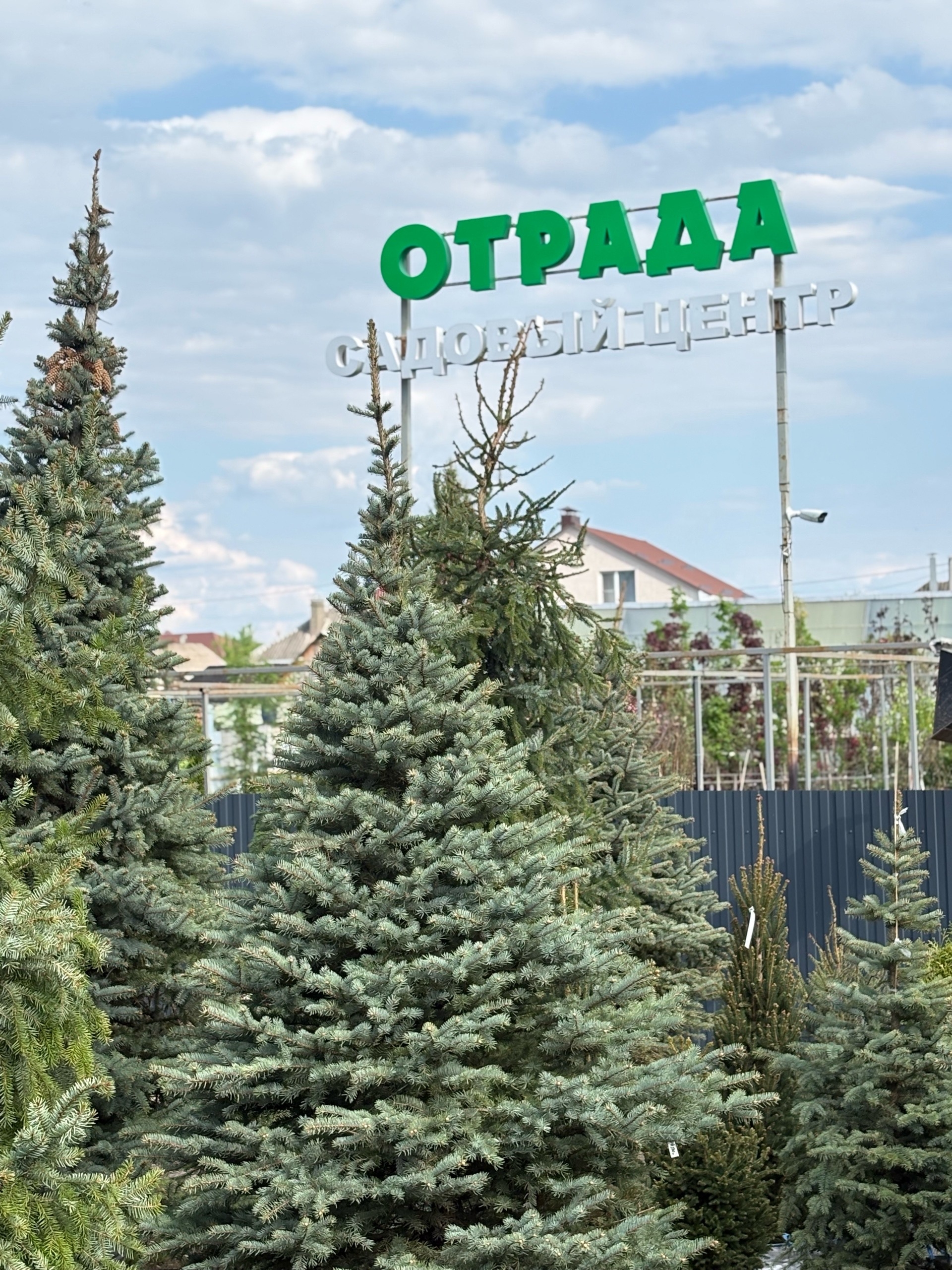 Фото Ель колючая 3м от садового центра Отрада